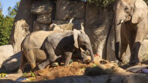Primer cumpleaños de la elefanta Makena